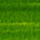 Sap Green